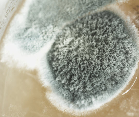 what causes mold on clothes