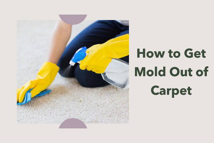 learn how to get mold out of carpet