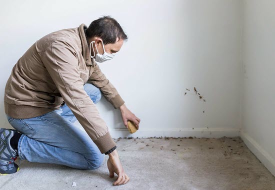 gear you need to remove mold from carpet