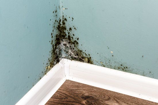 what is mold